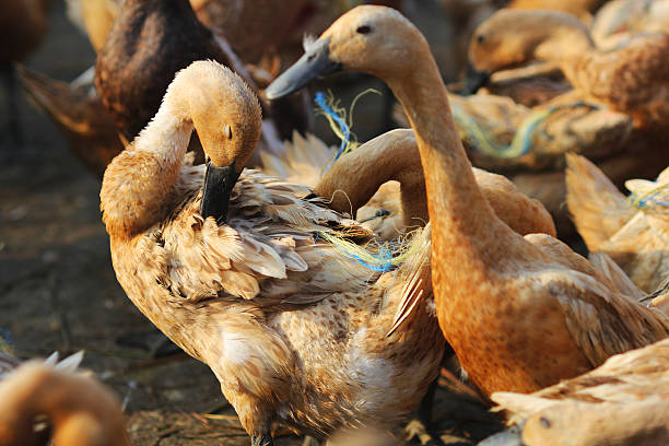 Ducks Duck was cleaning his feathers duck wading animal foot duckling stock pictures, royalty-free photos & images