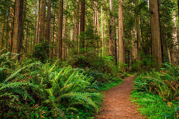 sendero para caminatas en bosque de secuoyas - rainforest redwood sequoia footpath fotografías e imágenes de stock