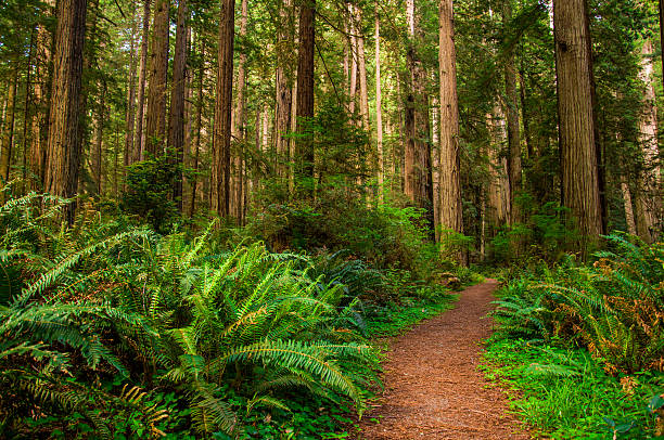 レッドウッド森林のハイキングコース - forest tree woods redwood national park ストックフォトと画像