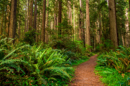 Giant trees and a hiking Path in Redwood Forest