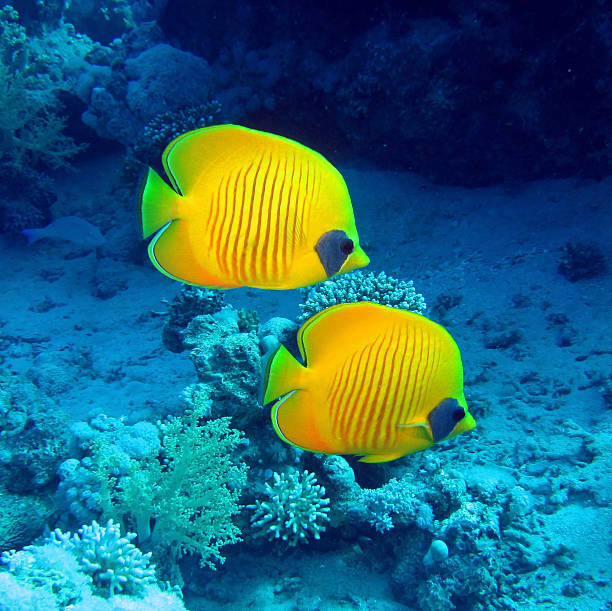 Masked butterfly fish (Chaetodon semilarvatus) of the Red Sea.