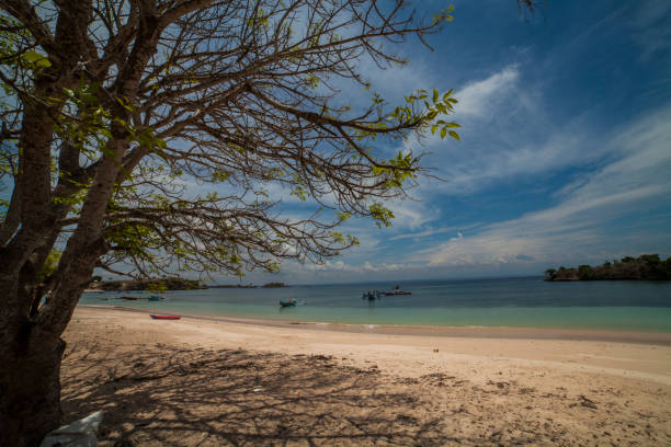istock trees in the pink beach,Lombok Indonesia 1745750236