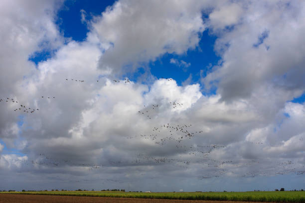 Migrating magpie geese in a rural farming area.