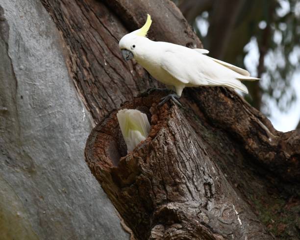 istock Sulphur-crested Cockatoo 1745761457