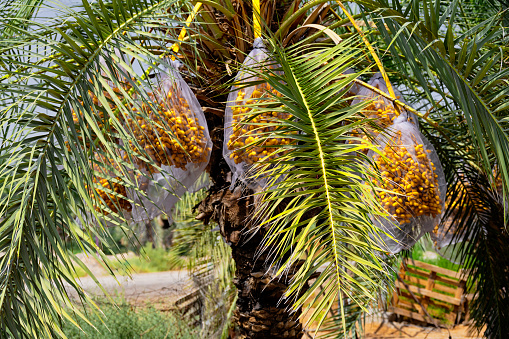 Closeup of date palm tree, phoenix dactylifera, in the Judean desert, Israel. A staple source of food, shelter and shade for thousands of years, and became a recognized symbol of the Kingdom of Judah.