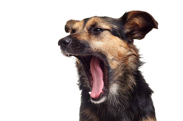 Cross-breed dog portrait Cross-breed dog yawed. One year old dog portrait shot. islotaed on white stock pictures, royalty-free photos & images