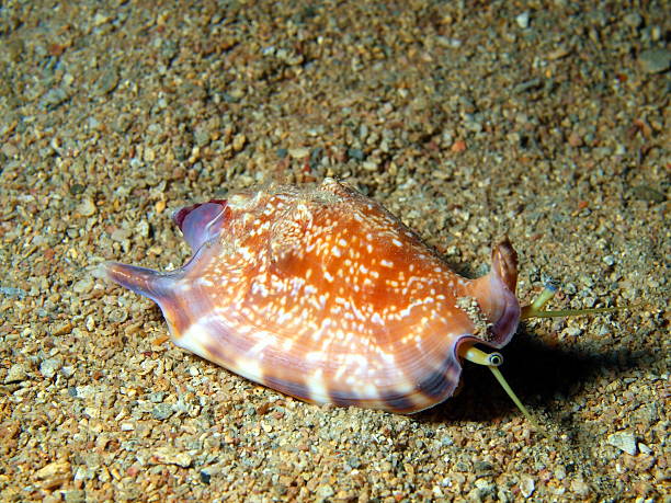 istock Gastropoda mollusc 174578934