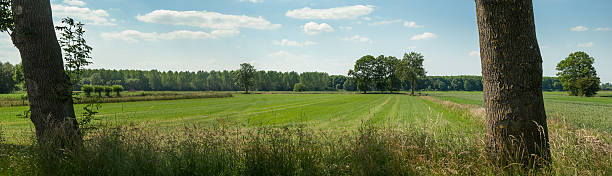 See Through panorama of meadows and trees and rows of willow trees. Typical Dutch Gelderland. two trees function as a stage  for the nature cast