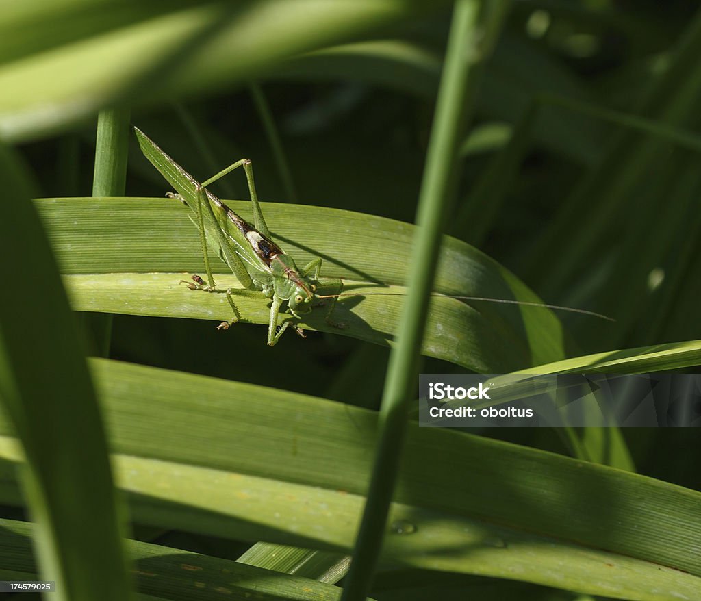 locust grasshopper - Zbiór zdjęć royalty-free (Bez ludzi)