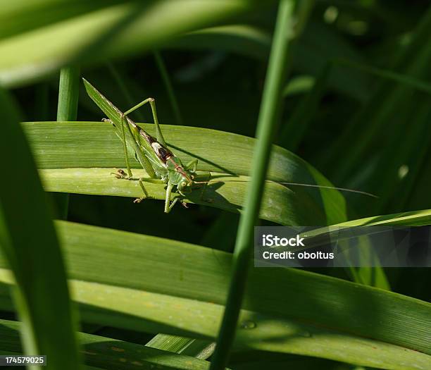 Locust Grasshopper - zdjęcia stockowe i więcej obrazów Bez ludzi - Bez ludzi, Dzikie zwierzęta, Fotografika