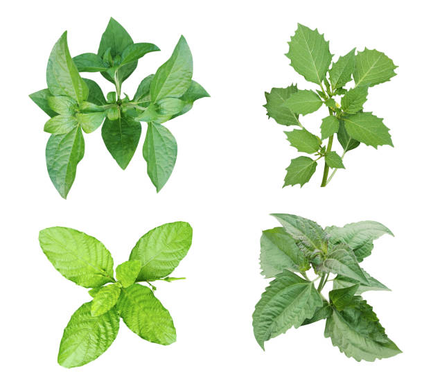 istock green raw leave bundle white background, green leaf isolated on white background a green leaf is shown in the shape of a heart green leaf 1745797168
