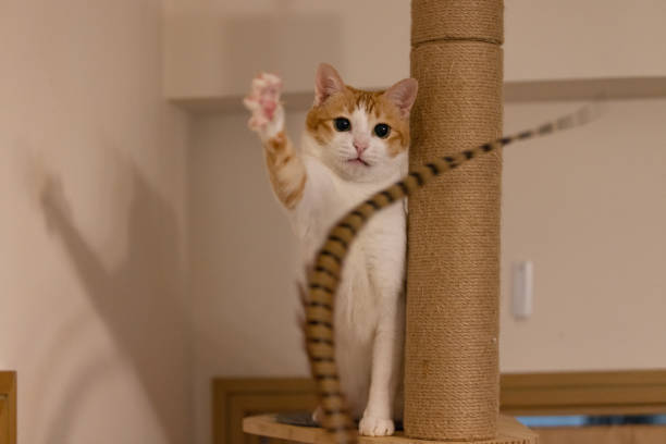 istock cat is exciting to attack the feather 1745815129