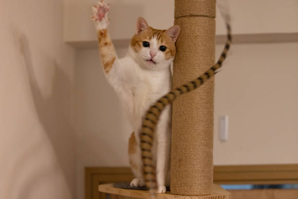 istock cat is exciting to attack the feather 1745815135