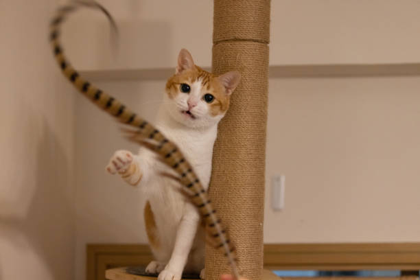 istock cat is exciting to attack the feather 1745815138
