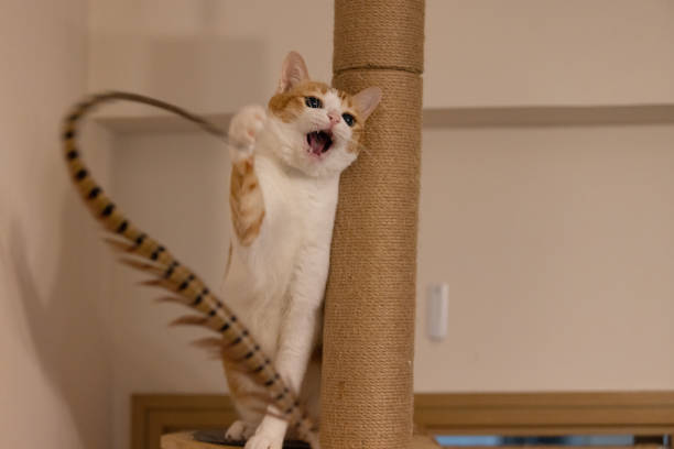 istock cat is exciting to attack the feather 1745815656