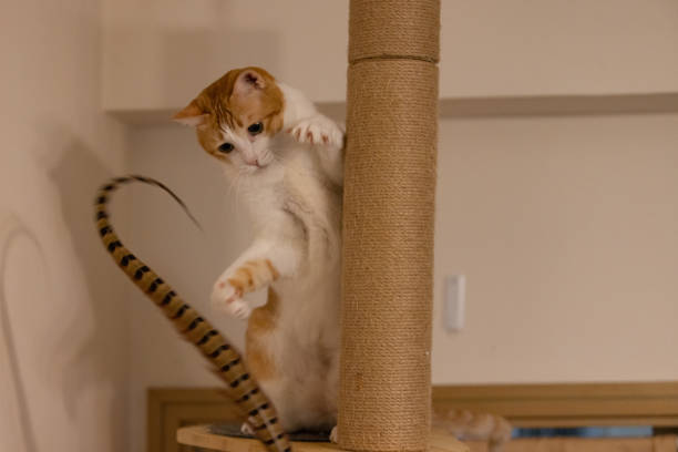 istock cat is exciting to attack the feather 1745815659