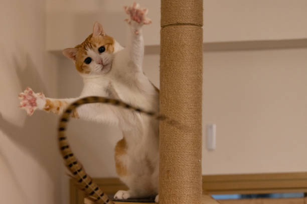 cat is exciting to attack the feather