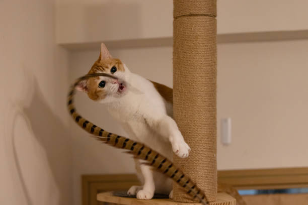 istock cat is exciting to attack the feather 1745815680
