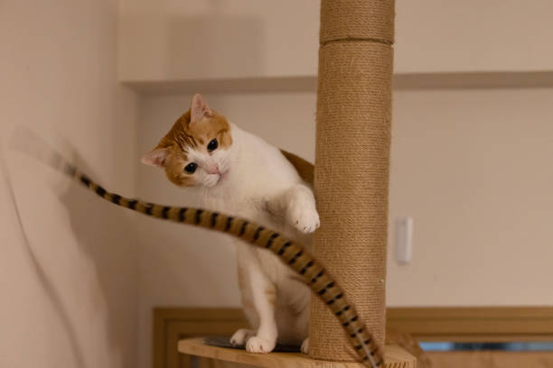 istock cat is exciting to attack the feather 1745815685