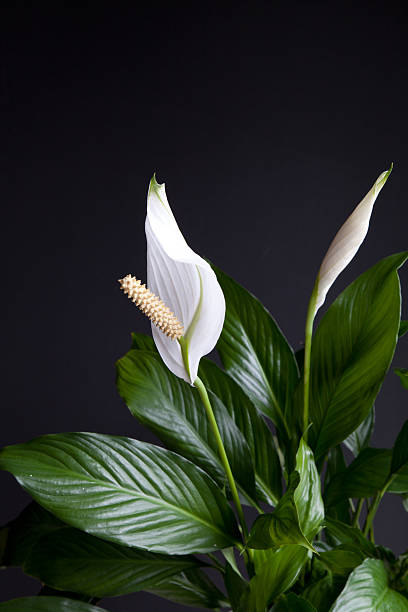 Spathiphyllum House plant also known as Peace Lily peace lily photos stock pictures, royalty-free photos & images