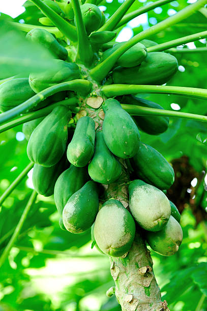 istock papaya tree with bunch of fruits 174581981