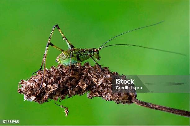 Tettigoniidae On A Piece Of Branch In Stock Photo - Download Image Now - Acrididae, Animal Body Part, Animal Eye
