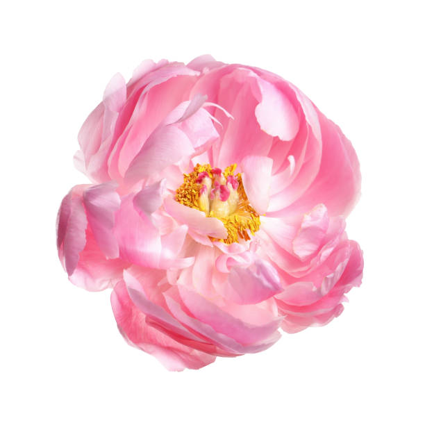 istock Beautiful pink peony flower isolated on white 1745821271