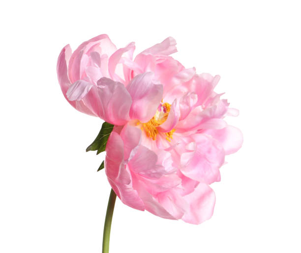 istock Beautiful pink peony flower isolated on white 1745821591