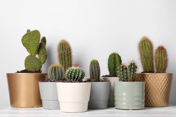 istock Different cacti in pots on white wooden table 1745823511
