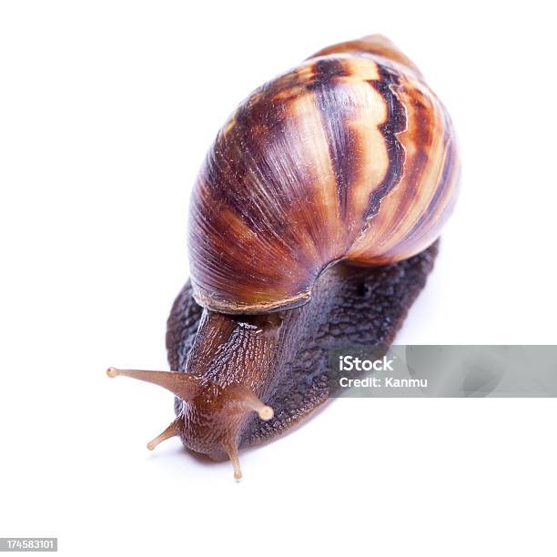 Chiocciola Zigrinata - Fotografie stock e altre immagini di Animale - Animale, Antenna - Parte del corpo animale, Bianco