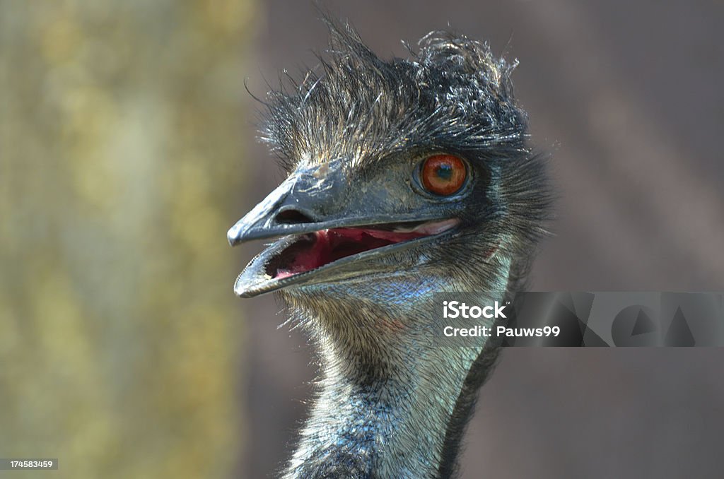 Cute head of Emu Animal Body Part Stock Photo