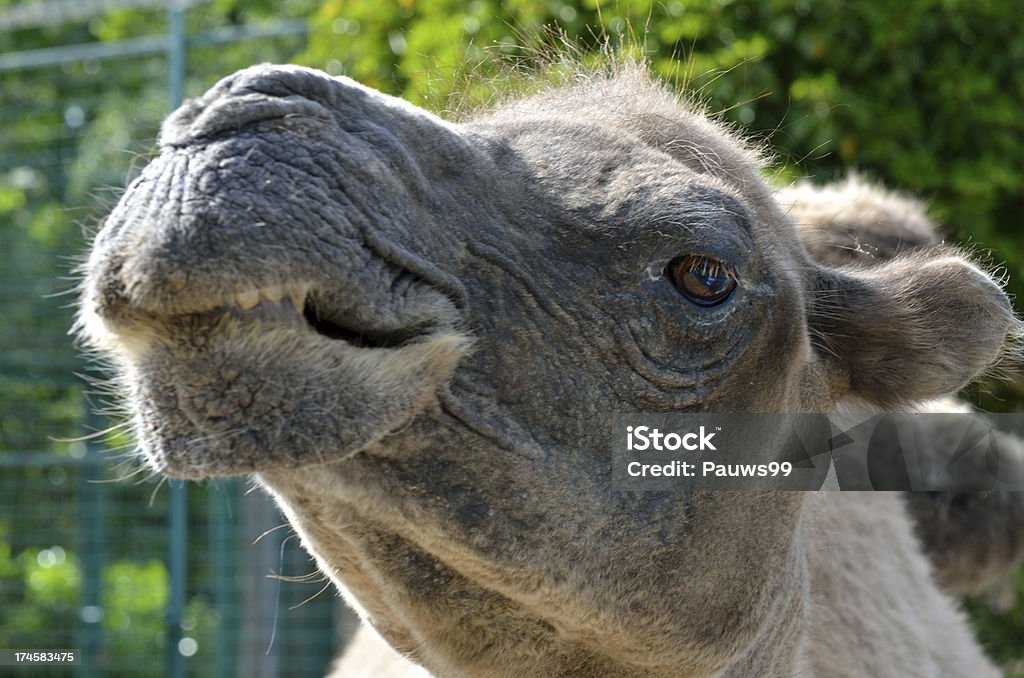 Head of Kamel in Nahaufnahme - Lizenzfrei Alt Stock-Foto