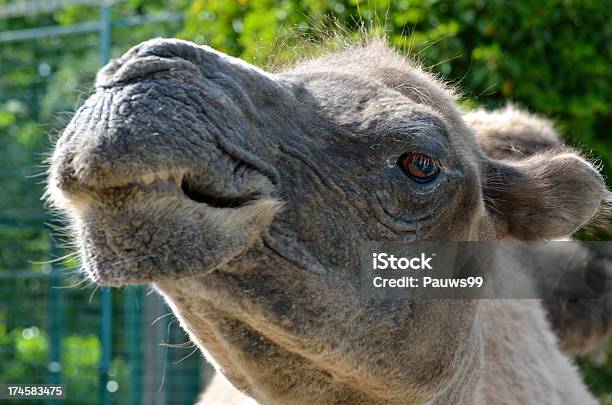 Photo libre de droit de Tête De Chameau En Gros Plan banque d'images et plus d'images libres de droit de Animaux domestiques - Animaux domestiques, Arabie, Asie