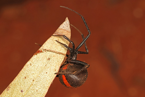 Araña dorsiroja australiana photo