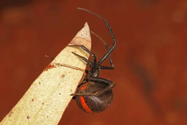 Australian Red-backed Spider on a leaf