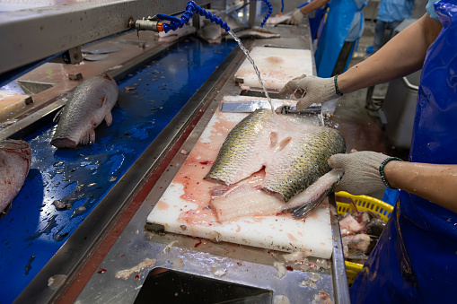 worker cutting and cleaning fish in a factory