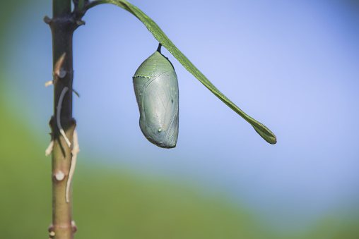 Monarch butterfly chrysalis getting ready to emerge on milkweed branch, in Texas in October. Blue sky background with copy space.