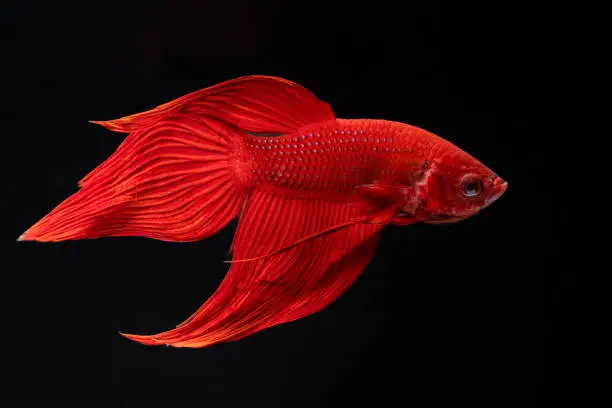 Close up red veiltail Siamese Fighting Fish (Betta Splendens) isolated on black background.