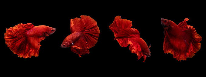 Photo set of moving motion of red half moon siamese fighting fish (Betta Splendens) isolated on black background.