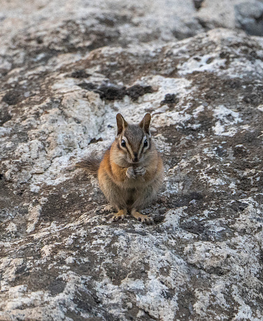 A chipmunk faces the camera while sitting on top of a granite boulder and nibbling seeds