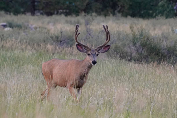 istock Mule deer buck in meadow 1745898025