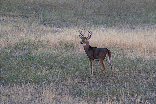 A whitetail deer buck stands in a field looking off to the side