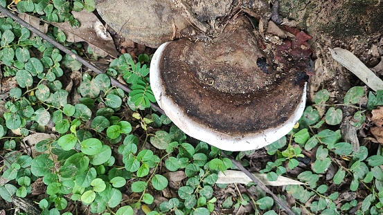 Mushrooms in the garden can be an interesting and useful activity