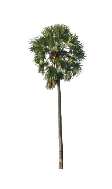 istock sugar palm that are isolated on a white background are suitable for both printing and web pages 1745911402