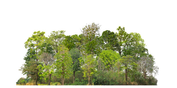 istock Green Trees isolated on white background. are Forest and foliage in summer for both printing and web pages with cut path and alpha 1745912998
