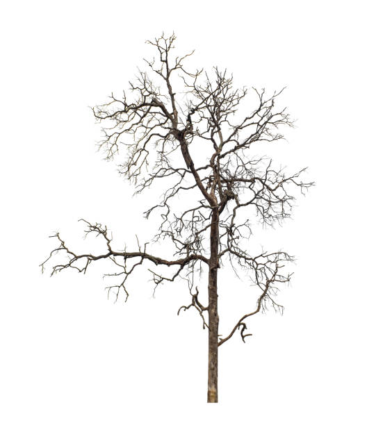 istock Dead tree that are isolated on a white background are suitable for both printing and web pages 1745913525