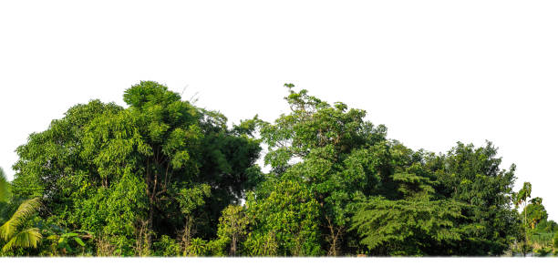 istock Green Trees isolated on white background. are Forest and foliage in summer for both printing and web pages with cut path and alpha channel 1745915237