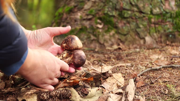 Picking Japanese Matsutake mushrooms in the forest