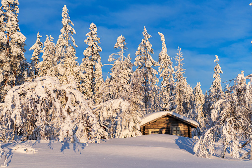 Snowcapped trees and an isolated mountain hut in the forest, Swedish Lapland, Norrbotten county, Sweden