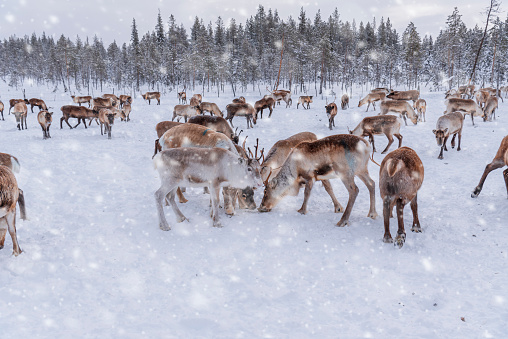 Snowfall on reindeer while looking for food in the snow covered terrain, Lapland